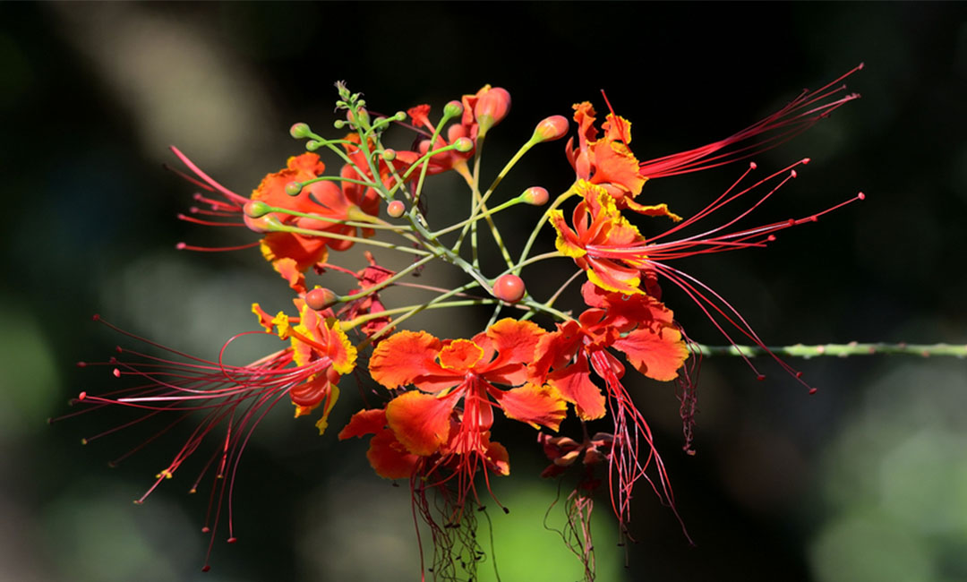 阿里花帮主百科词条创建案例